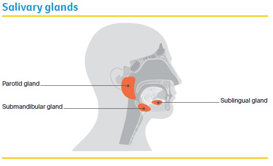 Salivary glands